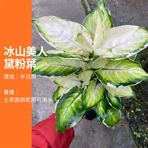 黛粉葉紅|【黛粉葉紅】揭秘黛粉葉紅的魅力：從種植到精緻養護，讓你的植。